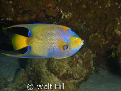 Queen posing for camera..... by Walt Hill 